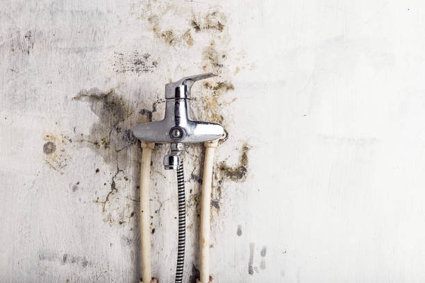 Best Mold Damage Repair  in Florence, TX