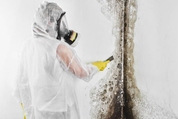 Best Attic Mold Removal  in Florence, TX