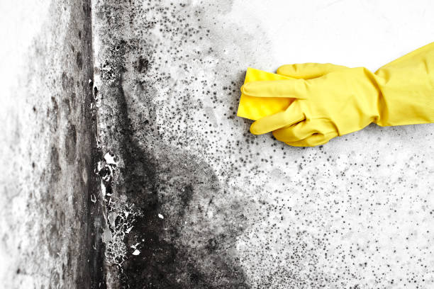Florence, TX Mold Removal Company