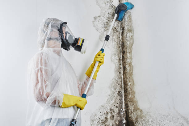 Best Mold Testing  in Florence, TX