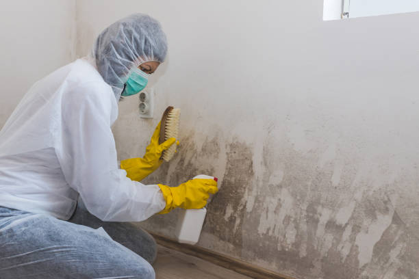 Best Same-Day Mold Removal  in Florence, TX