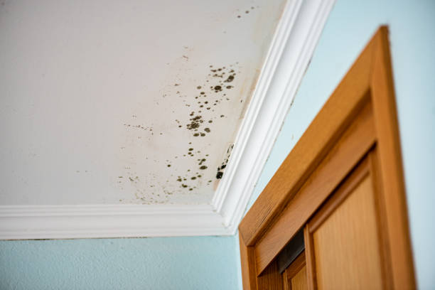 Best Residential Mold Removal  in Florence, TX