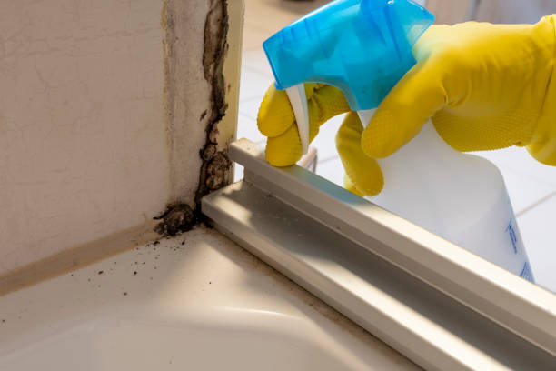 Best Mold Cleaning Services  in Florence, TX