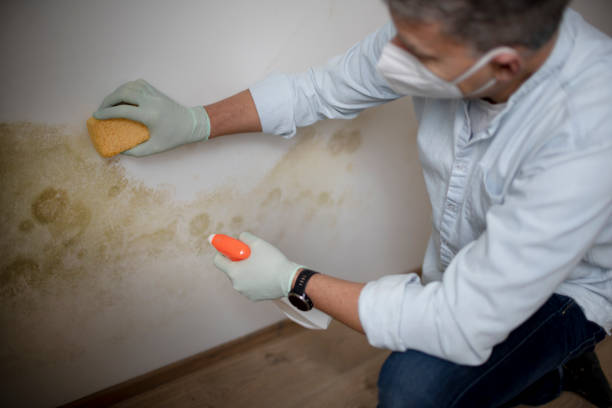 Best Mold Testing  in Florence, TX