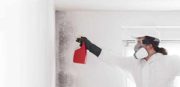 Office Mold Removal Services in Florence, TX