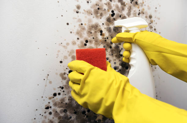 Best Mold Inspection  in Florence, TX