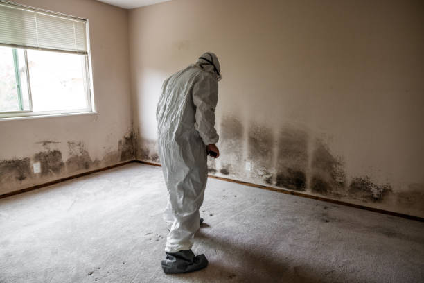 Best Fast Mold Removal  in Florence, TX