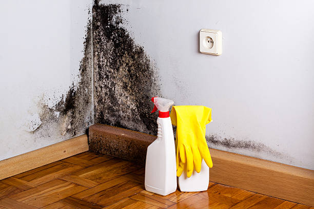 Crawl Space Mold Removal in Florence, TX