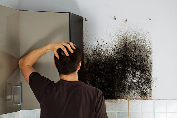 Best Office Mold Removal Services  in Florence, TX
