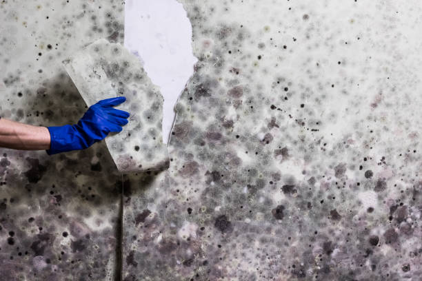 Best Certified Mold Removal  in Florence, TX