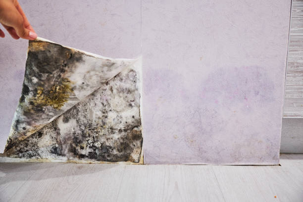 Best Mold Testing  in Florence, TX